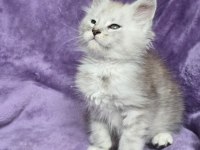 Maine Coon Erkek Ns24 Wcf Kayıtlı Kedimiz