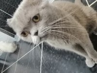 Scottish Fold Kedimiz 1 Yaşında