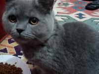 Sevgi pıtırcıkları kediler