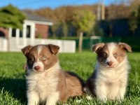 A Kalite Muhteşem Border Collie Yavruları 