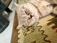 1 yaşına yeni girmiş dişi british shorthair