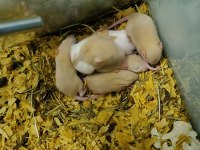 RAT YAVRULARI