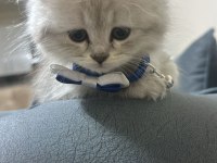 Erkek yavru british longhair