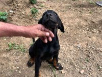3 AYLIK DOBERMAN YAVRUSU