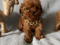 Tüy dökmez koku yapmaz toy poodle yavrularım