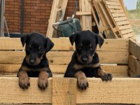 ÜST SEVİYE DOBERMAN YAVRULARI