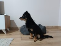 Güzel ve sessiz küçük bir köpektir