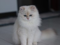 BLH by1133 dişi british longhair