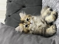 BRİTİSH LONGHAİR KEDİSİ