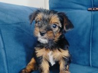 Yorkshire terrier yavrular