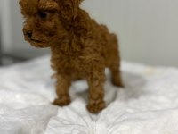 Dişi Kuyruksuz Kore Toy Poodle Gerçek Kalite İsteyene