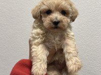 TEACUP MALTİPOO YAVRULAR