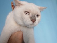 British Shorthair Blue Point