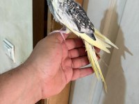 47 Günlük Pied Sultan Papağanı Bebek