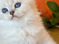Show Kalite Silver British Longhair Yavruları