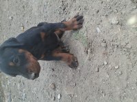 A şecereli anne ve babadan üst düzeyde kaliteli dobermanlar