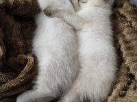 British shorthair blue kedilerim