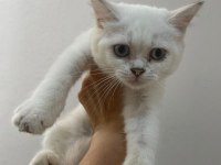 British shorthair yavrularımız mevcuttur