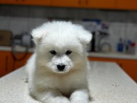 Samoyed yavruları
