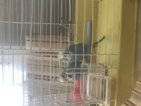 İki çift muhabbet kuşu kafes ile birlikte