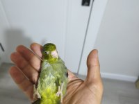 Yavru Forpus Papağanı