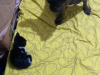 Smokin kedi yavrumuz