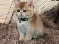 British Shorthair Golden Yavrusu