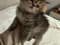 British Longhair Bebekler