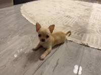 Orijinal elma kafa chihuahua
