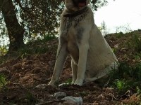 Koruma ve Damızlık dişi kangal