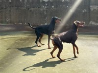 2,5 AYLIK SAFKAN DOBERMAN