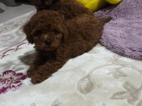 Toy poodle kore kan yavrular