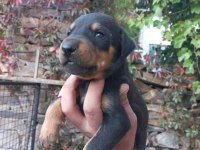 TESLİME HAZIR DOBERMANLAR
