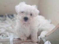 0 numara bembeyaz maltese terrier yavrularımız