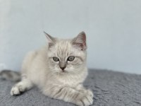 Kedilerimi acil sahiplendirmem gerekiyor