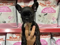 FRANSIZ BULLDOG KÖPEKLER HAZIRDIR