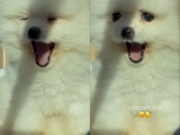 9 Aylık Pomeranian Teacup Dişi