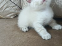Scottish fold yavrumuz hazır