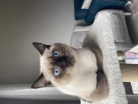 British shorthair blue point