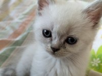 Sağlıklı british shorthair blue point yavrum