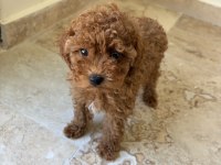 TOY POODLE YAVRUMUZ YENİ AİLESİNİ ARIYOR