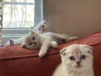 2,5 aylık scottish blue point yavruları