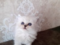 Safkan yavru kediler
