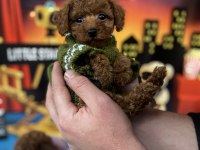 Toy Poodle Yavru