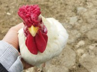 İspenç 5 parmak gül ibik horozlar