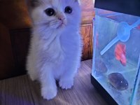 Dişi ve Erkek British Shorthair Yavrular Yer Isparta Merkez