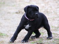 fcı-kıf şecereli safkan cane corso yavrular