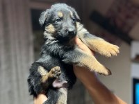 ALMAN KURDU K9 YAVRULAR