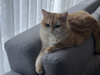 Golden British Shorthair