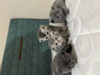 Scottish fold erkek dişi yavrularım sahiplendirilecektir